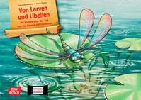 Don Bosco Kamishibai-Bildkarten Von Larven und Libellen