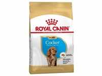 3kg Puppy Cocker Royal Canin Breed Hundefutter trocken