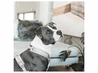 Kentucky Dogwear Hundegeschirr Aktiv Velvet Samt Beige XS (22-36cm)