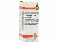 Castor Equi C30 10 G