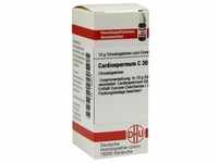 Cardiospermum C30 10 G