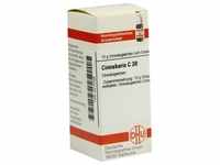Cinnabaris C30 10 G
