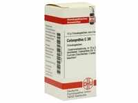 Colocynthis C30 10 G