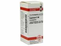 Capsicum C30 10 G