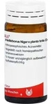 Helleborus Nig E Pl To D12 20 G