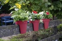 Gel&auml;nderblumentopf Flowerclip, 3er Set, beere