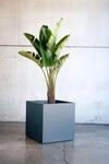 50NRTH Herstera Garden Pflanzkasten 70x70x70 anthrazit