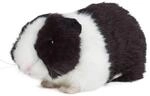Living Nature Meerschweinchen schwarz 18cm ohne Sound Pl&uuml;schtier Kuscheltier