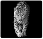 Multi-Glasschneideplatte, Leopard