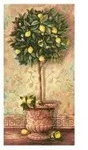 Citrus Limonum Malen nach Zahlen