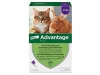 ADVANTAGE 80 mg Lösung große Katzen/Zierkaninchen 4x0.8 Milliliter