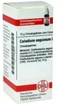 Caladium Seguinum D 12 Globuli 10 g