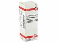 RHUS TOXICODENDRON D 4 Dilution 20 Milliliter