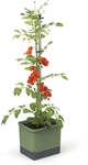 Mein sch&ouml;ner Garten DE Gusta Garden TOM TOMATO S53995-G