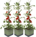 Mein sch&ouml;ner Garten DE Gusta Garden TOM TOMATO W07074-G