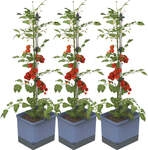 Mein sch&ouml;ner Garten DE Gusta Garden TOM TOMATO W07075-G