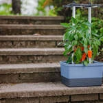 Mein sch&ouml;ner Garten DE Gusta Garden CHARLY CHILI V57556-G