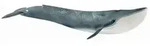 Schleich 14806 - Wild Life - Blauwal