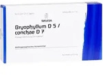 Bryophyllum D 5/Conchae D 7 Ampullen
