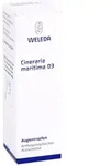 Cineraria Marit D 3