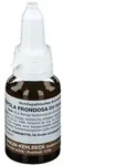 Grifola frondosa D5