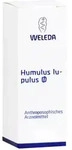 Humulus Lup Urt