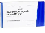 Bryophyllum Argento cultum Rh D 2 Ampullen