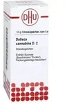 Datisca Cannabina D 2