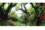 Hobby Fotor&uuml;ckwand f&uuml;r Aquarien Green Dream / Wooden Sky - 120 x 50 cm