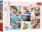 TREFL 16420 In the cat world