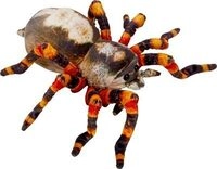 DIESPIEGELBURG 21967 Die Spiegelburg Spinne - Nature Zoom Wild