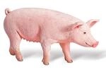 RAVENSBURGER 000350 tiptoi&reg; Schwein