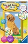 RAVENSBURGER 28511 Malen nach Zahlen - Kleiner Golden Retriever