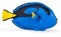 PAPO 56024 Doktorfisch