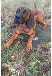 Farm-Land Hundedecke Faserpelz Pro Thermo 50x70 cm schwarz