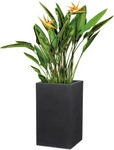 Scheurich 59218, Scheurich Pflanzgef&auml;&szlig; C-Cube High - Stony Black - H 54