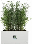 Elho 1643880015000, elho Pflanzkasten vivo next lang - 80 cm - weiss