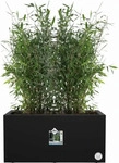 Elho 1643880043300, elho Pflanzkasten vivo next lang - 80 cm - living schwarz