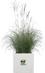 Elho 1624839015000, elho Pflanztopf vivo next quadrat - 40 cm - weiss