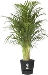 elho 0464344743300, elho Greenville Pflanzgef&auml;&szlig; Living Black Schwarz &Oslash; 47 cm -