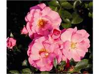 Dehner Rose Bodendeckerrose Mirato®, Züchter Tantau, duftende rosa Blüten,...