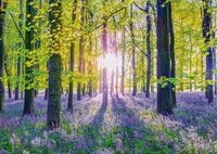 Schmidt 59767 Zarte Glockenblumen im Wald Puzzle, 1000 Teile