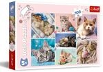 Trefl - Puzzle 100 Teile, In der Welt der Katzen, Bezaubernde K&auml;tzchen, 5+ 