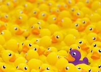 Ravensburger Puzzle 12000587 - Quietscheenten - 1000 Teile Puzzle f&uuml;r...