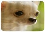 Minalo Nette Nahaufnahme Chihuahua Nette Saubere Gesicht Bad Teppich Personalisierte