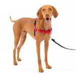 Premier Easy Walk Hundegeschirr, rot, Gr&ouml;&szlig;e M