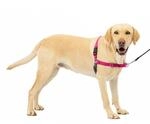 PetSafe Easy Walk-Geschirr, Anti-Zieh-Hundegeschirr, Verringert W&uuml;rgen und Husten,