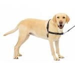 PetSafe Easy Walk-Geschirr, Anti-Zieh-Hundegeschirr, Verringert W&uuml;rgen und...