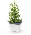 GUSTA GARDEN Herbs Buddy - Selbstbew&auml;sserungstopf & Kr&auml;utertopf f&uuml;r K&uuml;che &