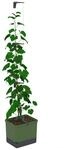 GUSTA GARDEN Curt Cucumber - Selbstbew&auml;ssernder Gurkentopf mit Ranksystem, 20L